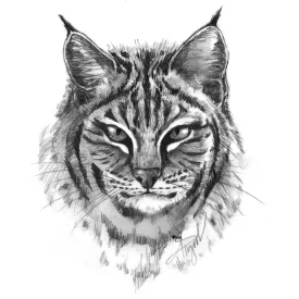 Bobcat thumbnail