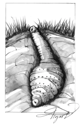 Botfly thumbnail