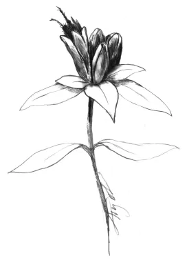 Bottle gentian thumbnail