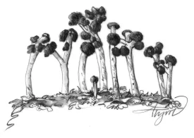 British Soldier Lichen thumbnail