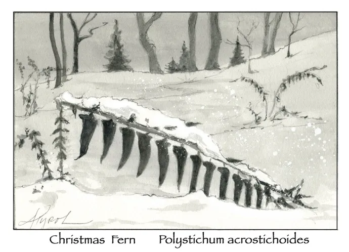 Christmas Fern