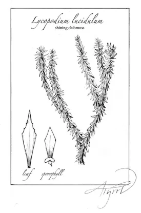 TOS_Club_moss_w.jpg thumbnail