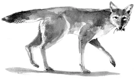 TOS_Coyote_and_prey_web.jpg thumbnail