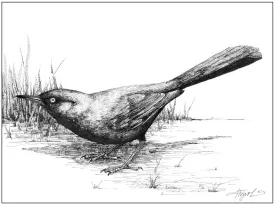 Grackle thumbnail