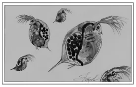 Daphnia thumbnail