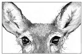 TOS_Deer_Vision_web.jpg thumbnail