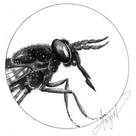 TOS_Deerfly_web.jpg thumbnail