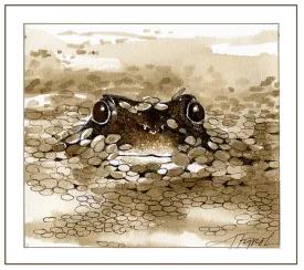 TOS_Duckweed_web.jpg thumbnail