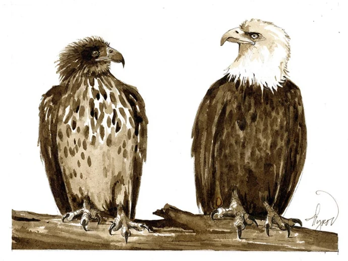TOS_Eagles_web.jpg