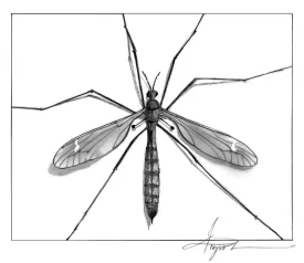 Fly Halteres thumbnail