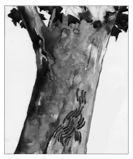 TOS_Forest_Tent_Caterpillar_web.jpg thumbnail