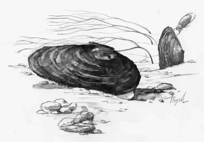 Mussel