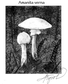 Fungi thumbnail