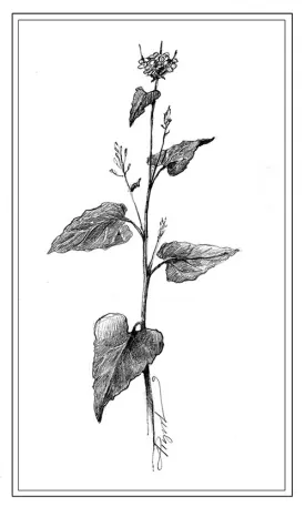 TOS_Garlic_Mustard_w.jpg thumbnail