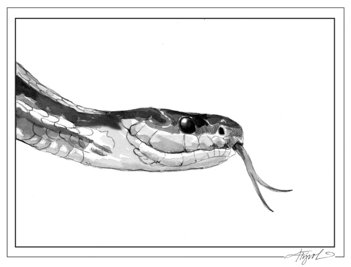 Garter snake