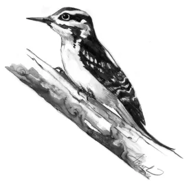 Hairy Woodpecker thumbnail