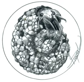 Caddisfly thumbnail