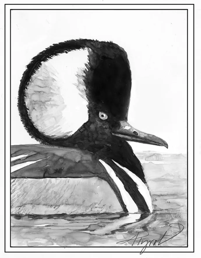 TOS_Hooded_Merganser_web.jpg