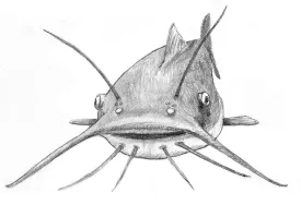 Hornpout thumbnail