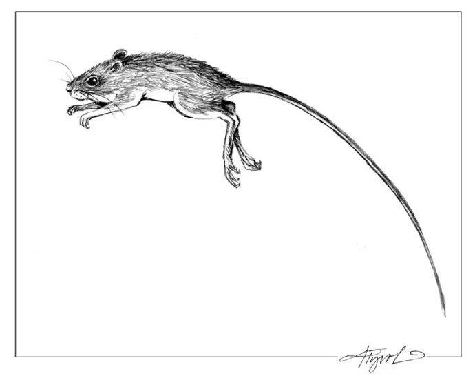 TOS_JumpingMouse_w.jpg