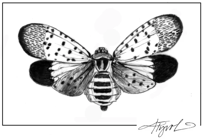 Spotted Lantern Fly