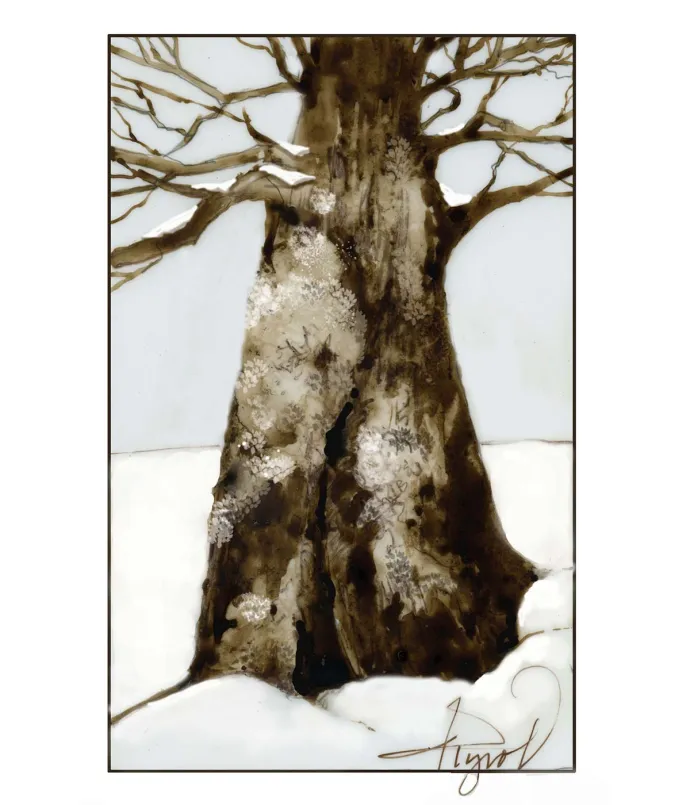 Lichen