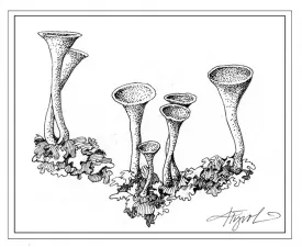 TOS_Lichen_web.jpg thumbnail
