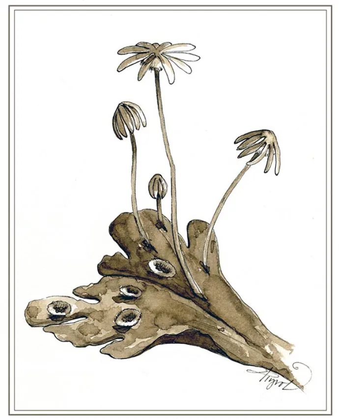 TOS_Liverwort_web.jpg