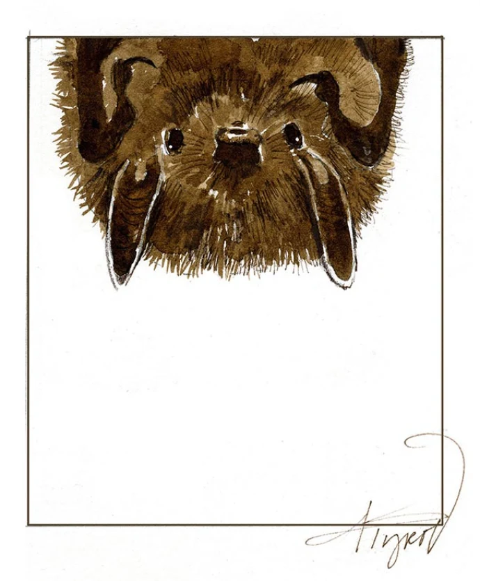 TOS_Long_earred_bat_web.jpg