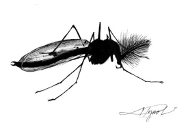 TOS_Male_Midge_web.jpg thumbnail