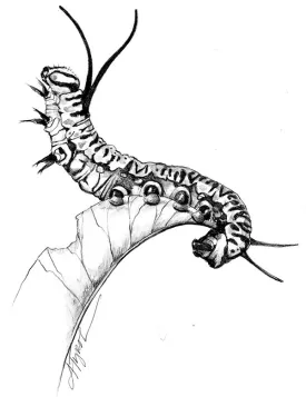 TOS_Monarch_Caterpillar_web.jpg thumbnail