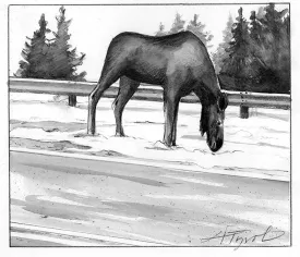 TOS_Moose_in_Road_web.jpg thumbnail