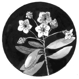 TOS_Mountain_Laurel_web.jpg thumbnail