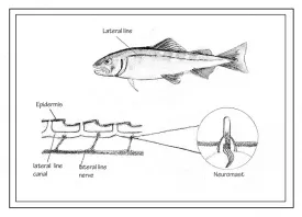 TOS_Neuromast_web.jpg thumbnail