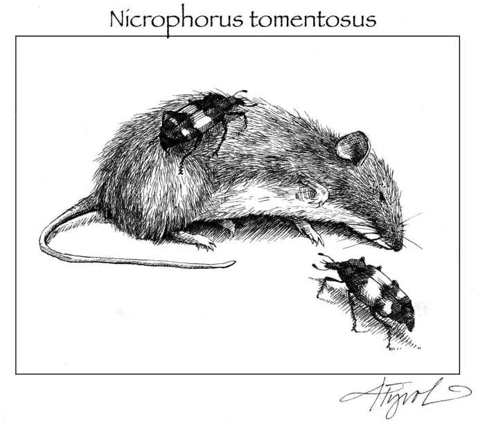 Nicrophorus tomentosus