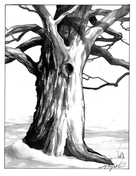 TOS_OldTree_w.jpg thumbnail