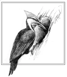 TOS_Pileated_Woodpecker_web.jpg thumbnail