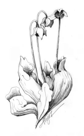 Pitcher Plant thumbnail