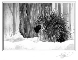 TOS_Porcupine_Winter_web.jpg thumbnail