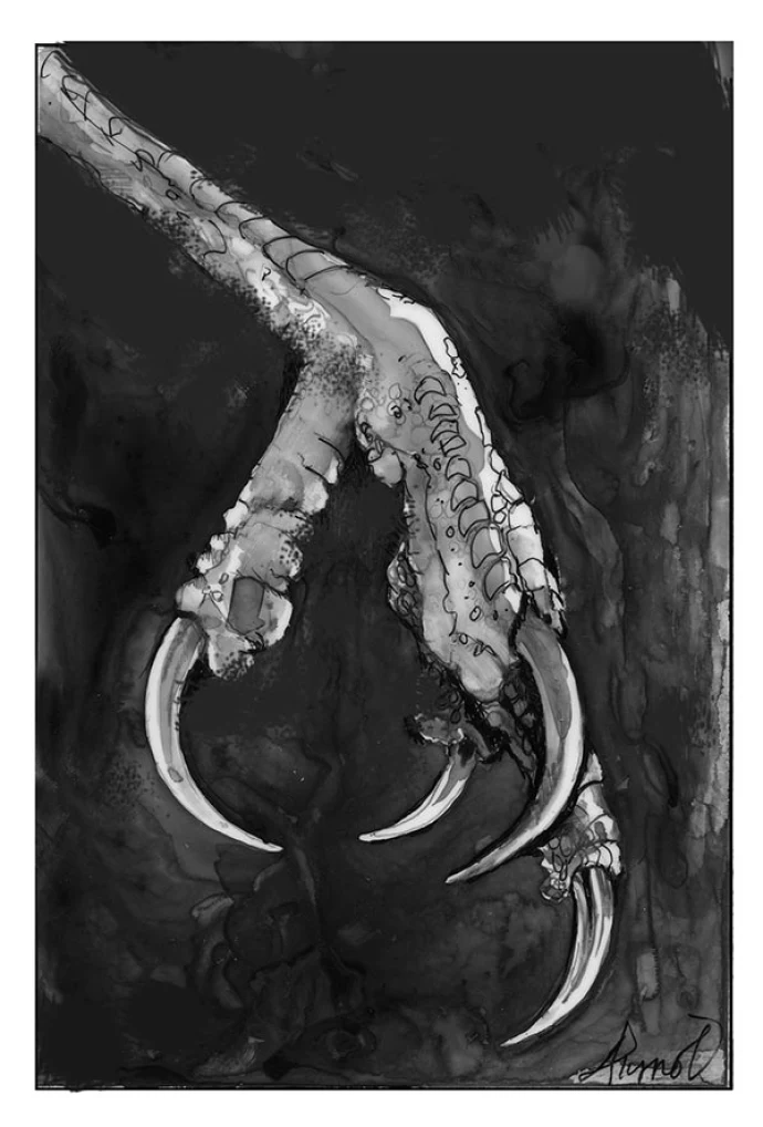 TOS_Raptor_foot_web.jpg