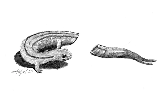 Salamander TOS