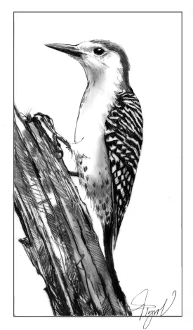 Red bellied woodpecker thumbnail