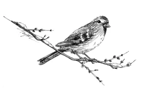 Redpoll thumbnail