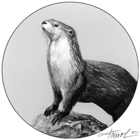 TOS_RiverOtter_w.jpg thumbnail