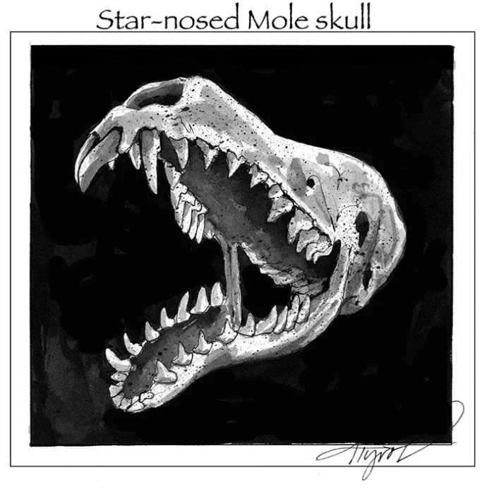 TOS_Rodent_Teeth_web.jpg
