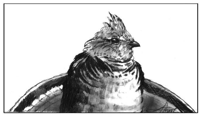 Grouse or partridge