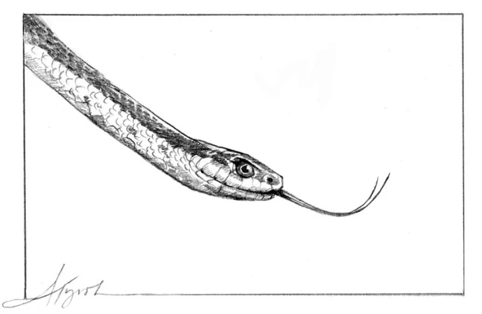 TOS_Snake_Tongues_web.jpg