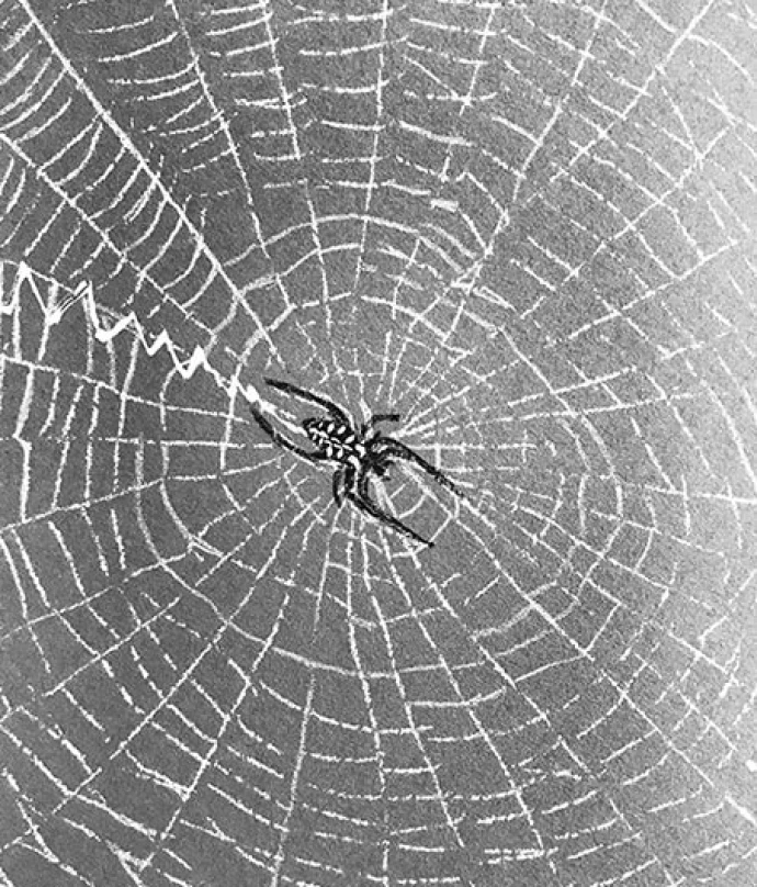 TOS_Spider_Web_w.jpg