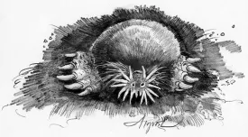 TOS_Star_Nosed_Mole_web.jpg thumbnail