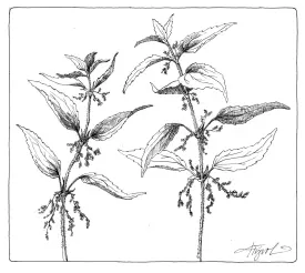 Nettles thumbnail